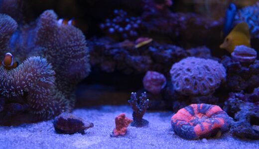 水槽日記　サンゴ追加、ダイノスその後と今後の対策について