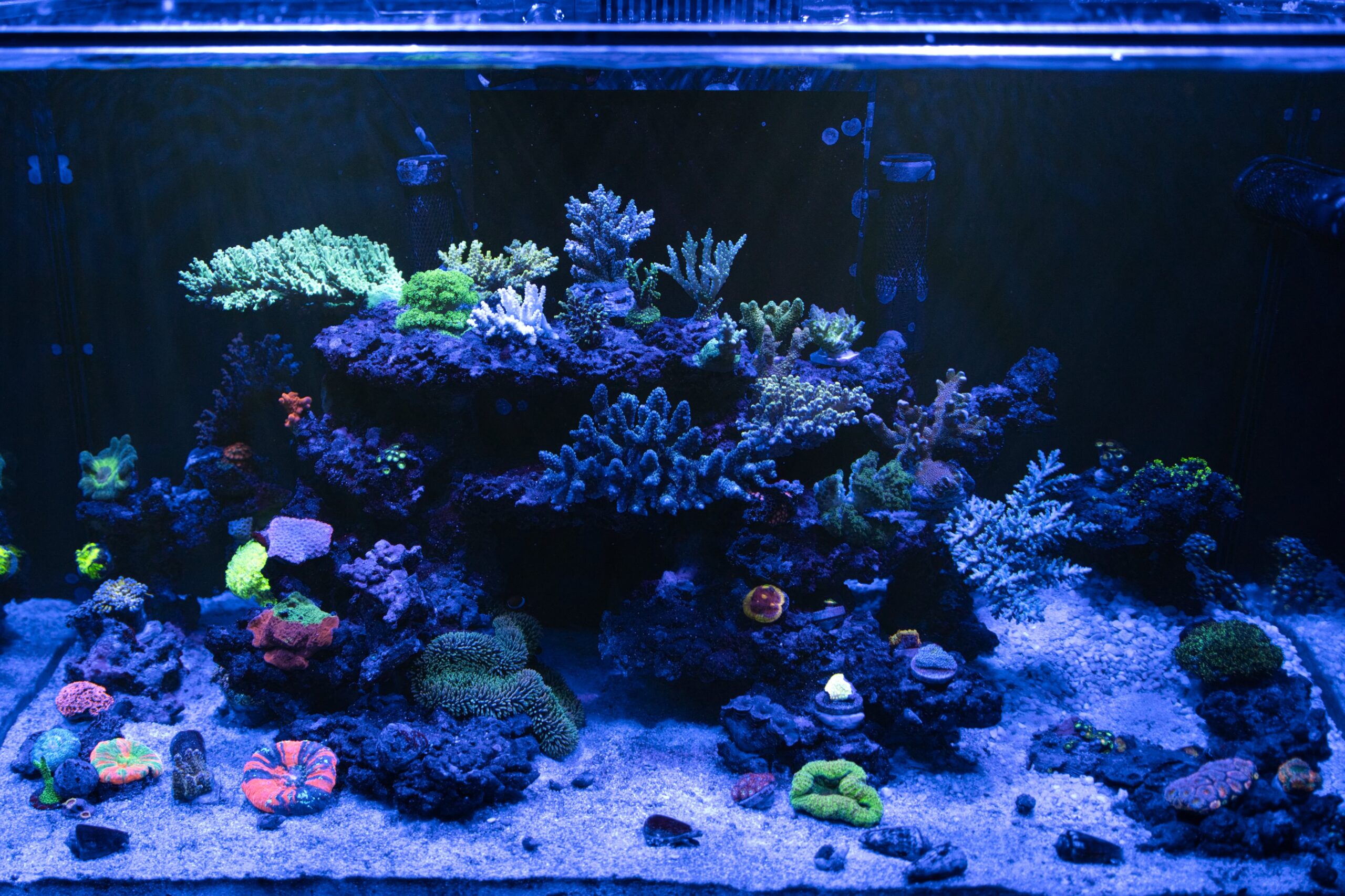 水槽日記 coral monsterのインドネシア便購入 | 海を創る外科医