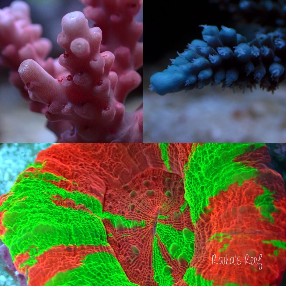水槽日記 Coral Monsterさんのシルバーウィークイベントでサンゴ購入 海を作る外科医