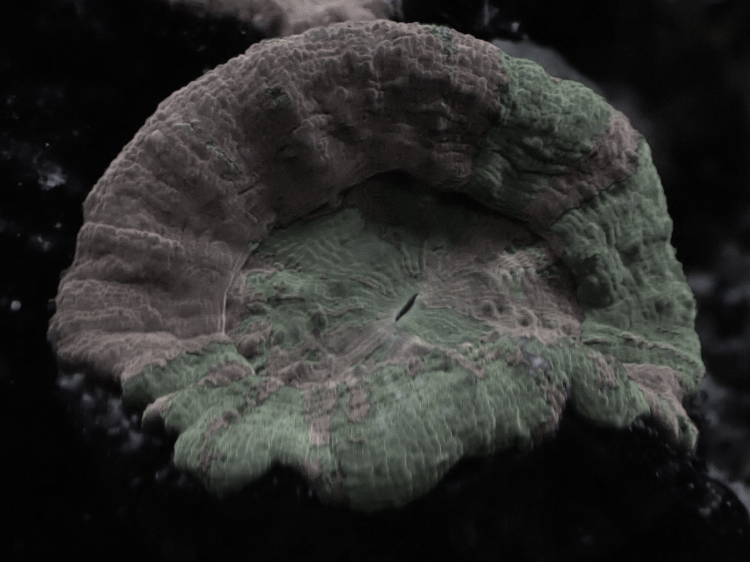 水槽日記 スコリミアの不調💦 思考錯誤中🤔 | 海を創る外科医