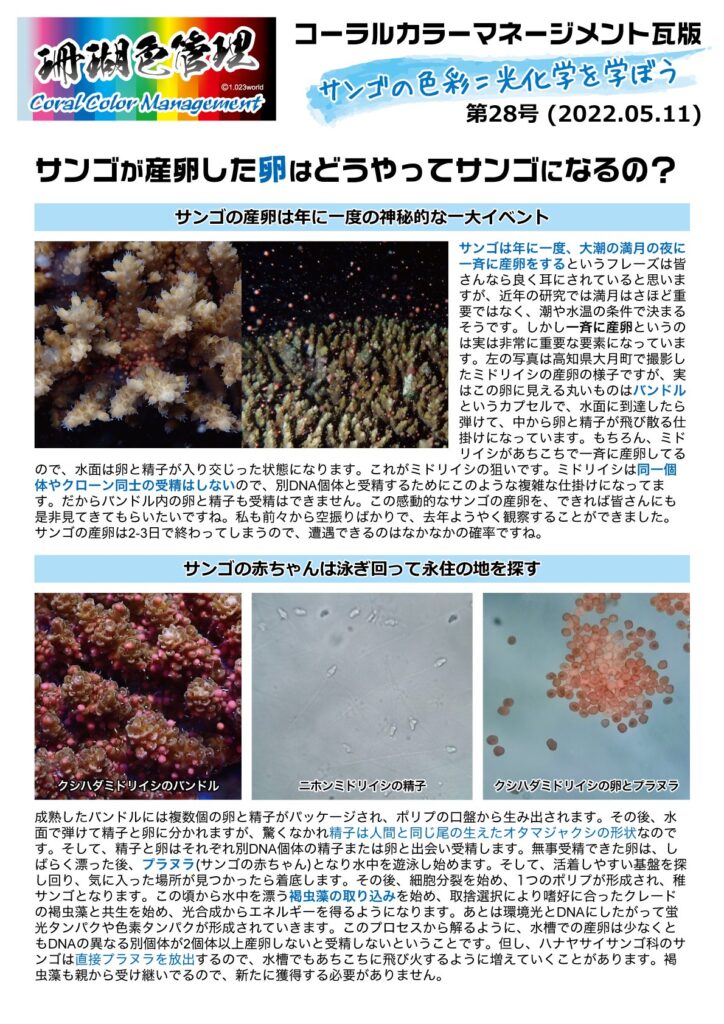 瓦版 第28号 「サンゴが産卵した卵はどうやってサンゴになるの？」 | 海を創る外科医