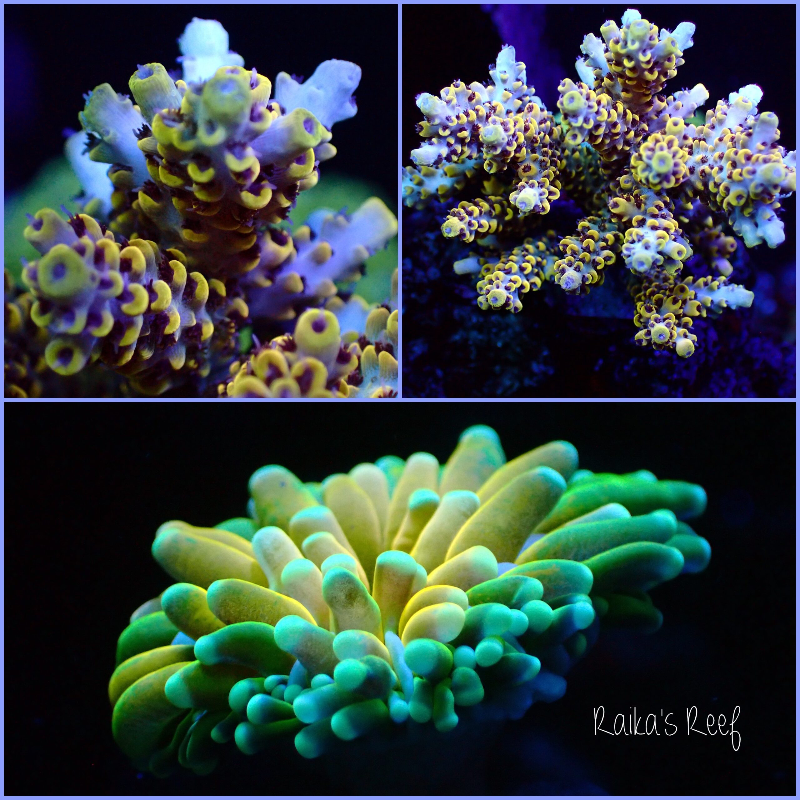 水槽日記 最近の悩みと新規入海‪🪸‬ | 海を創る外科医