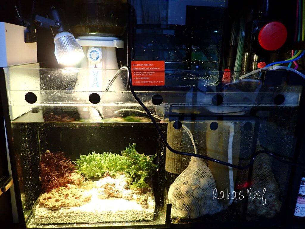 水槽日記 リフジウム区画を立ち上げ🌿 | 海を創る外科医