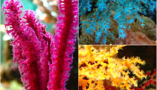 水槽日記　陰日性サンゴの飼育🪸