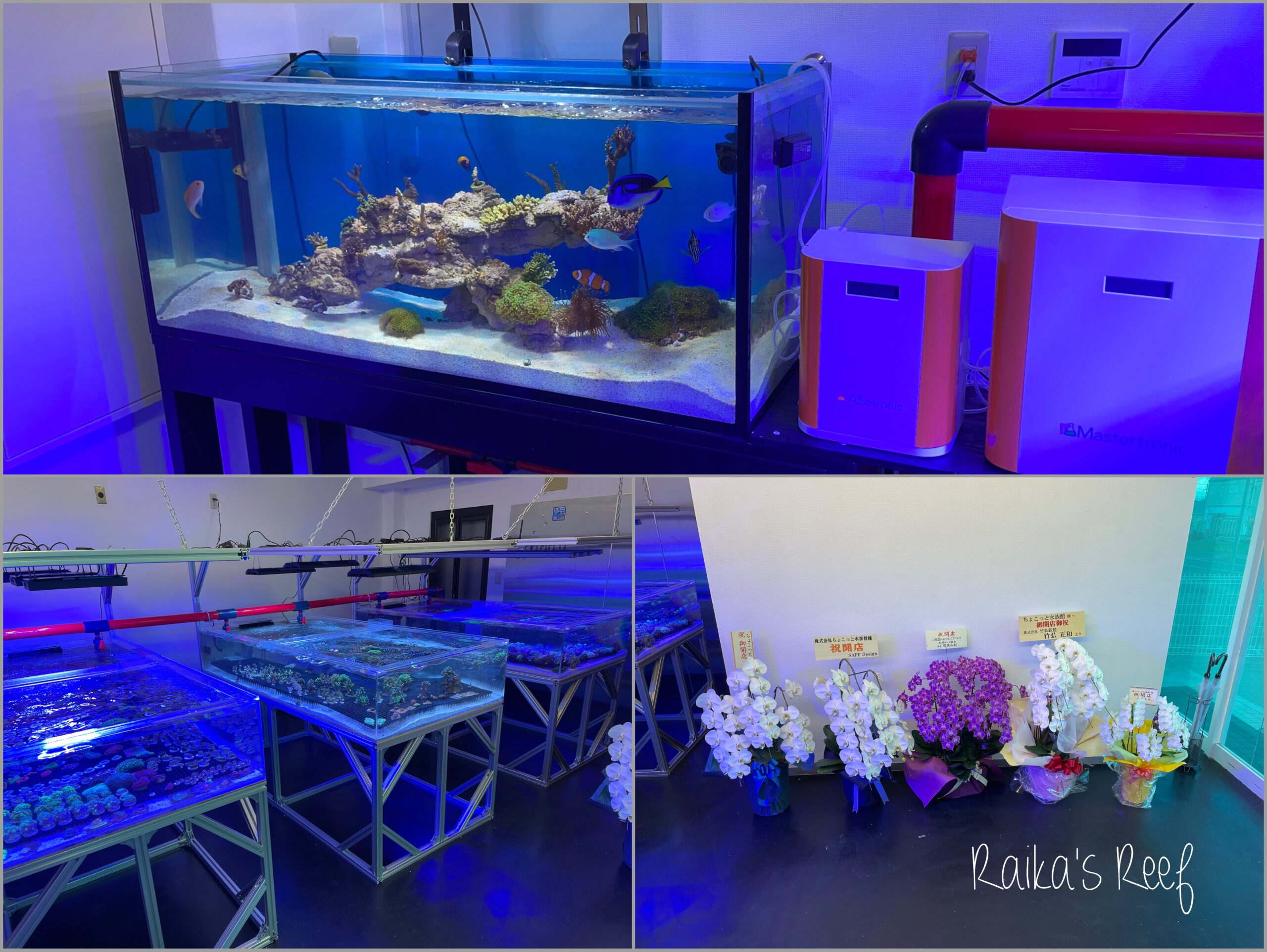 水槽日記 とうとう我が街に… | 海を創る外科医