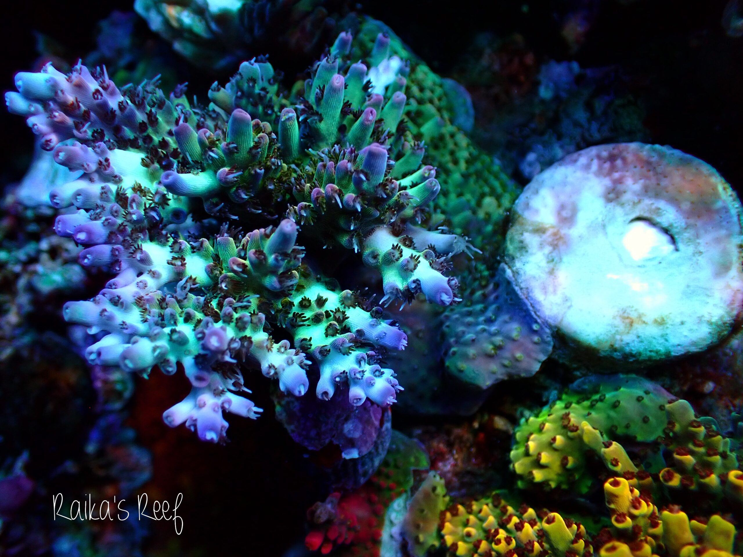 ミドリイシさん、 水槽日記 ミドリイシの接触について | 海を創る外科医