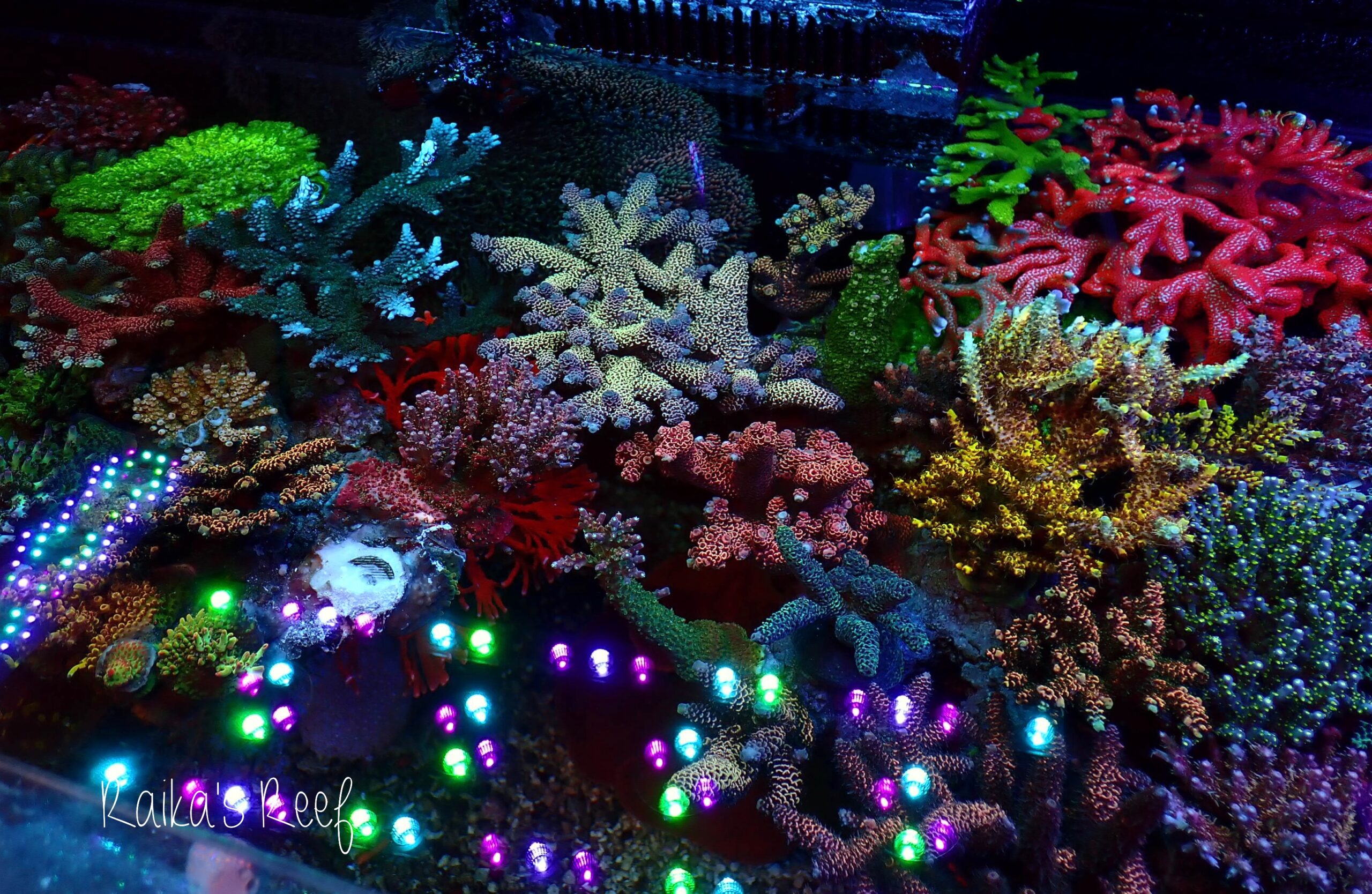 水槽日記 2023年振り返り | 海を創る外科医