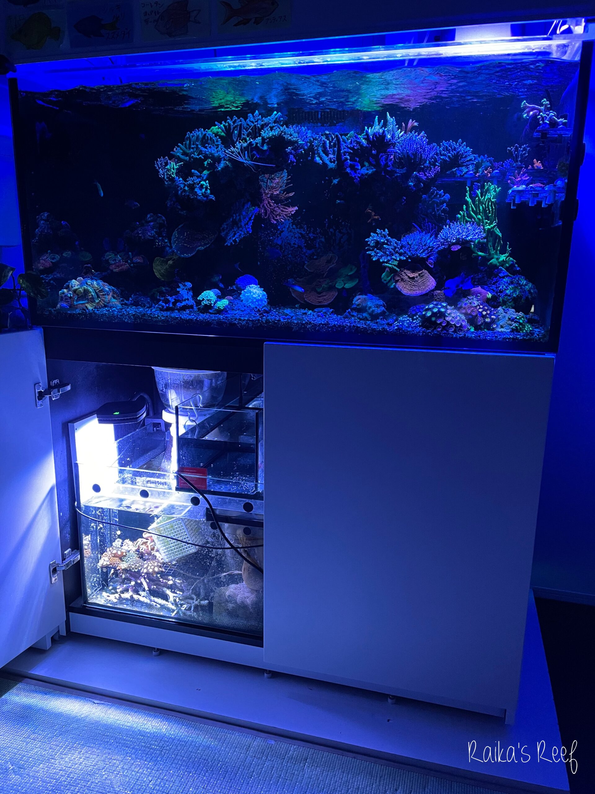 ブラックスマトラブランチ【BSB118】アクアリウム まとめ買い