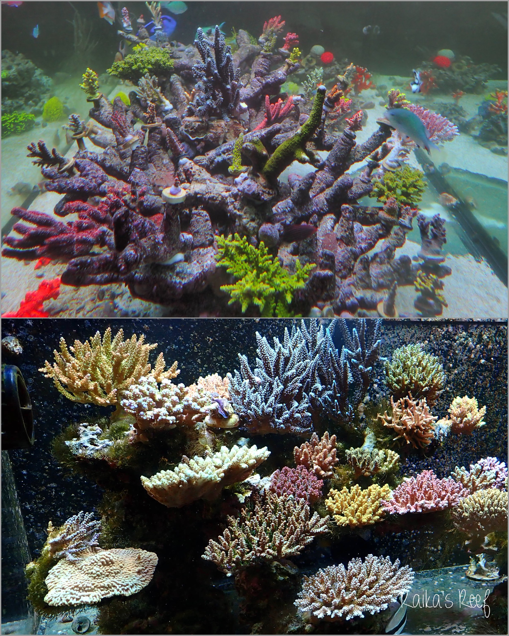 水槽日記 久しぶりのスイハイ⤴️ | 海を創る外科医